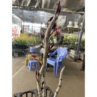 Trầm rồng đỏ