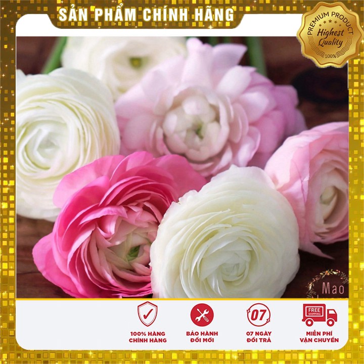 Củ giống hoa mao lương hồng (1 củ)