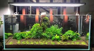 Phân nền Anubias soi Oliver Knott 3L