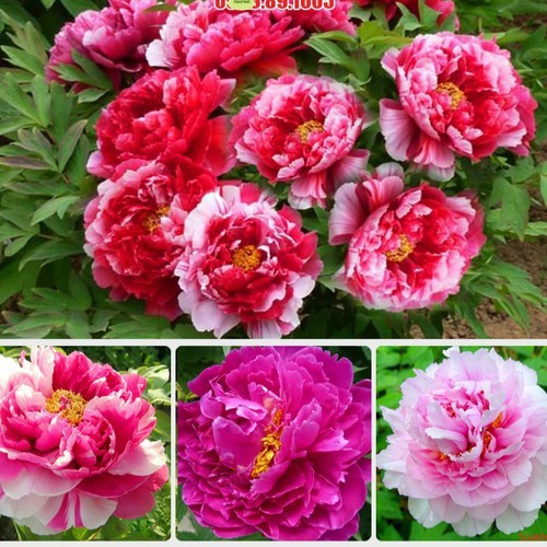 Hạt giống hoa mẫu đơn mix gói 5 hạt : tặng kèm 3 viên nén ươm hạt