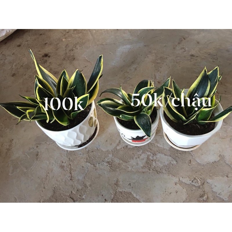 cây lưỡi hổ kèm chậu sứ