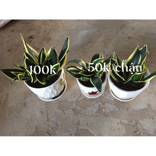 Cây lưỡi hổ kèm chậu sứ
