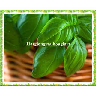 Hạt giống basil xanh Tặng Kèm Kích Mầm