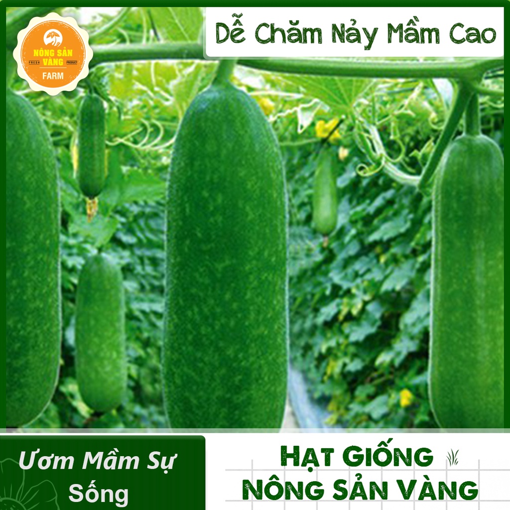 Hạt giống Bí Đao Chanh ( Gói 15 Hạt ) - Nông Sản Vàng