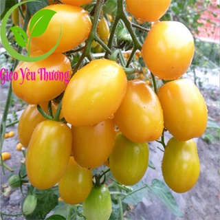 50 hạt giống cà chua chery vàng, quả sai giòn ngọt, dễ trồng