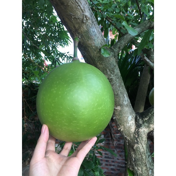 quả đào tiên