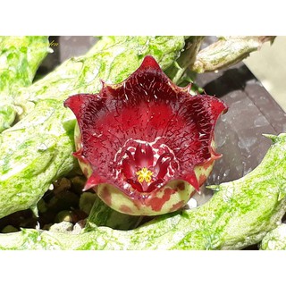 Sao biển Stapelianthus insignis