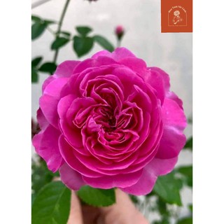 Hoa hồng ngoại Blue Boy – Dành cho những ai yêu hoa hồng chùm-Hoatuoimelinh