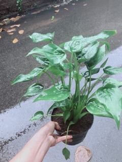 Cây Môn Tai Phật