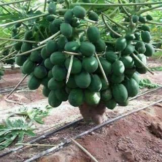 10 hạt đu đủ thái lan lùn siêu ngọt