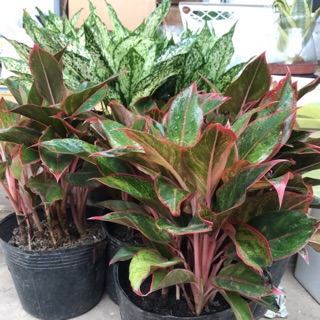 Cây Phú quý là màu , cây Ngọc ngân lá trắng