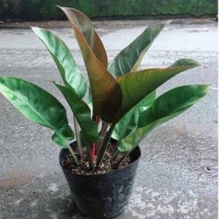 Trầu Bà Đế Vương Đỏ