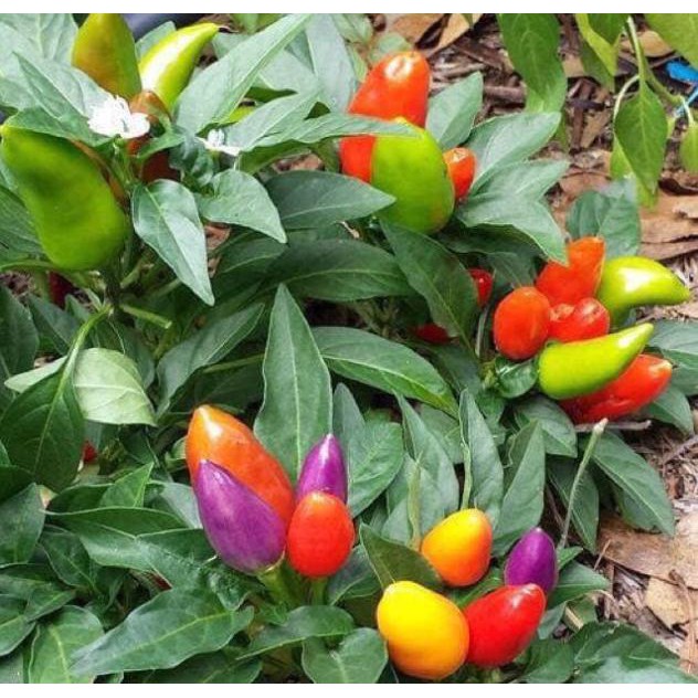 Hạt giống ớt ngũ sắc
