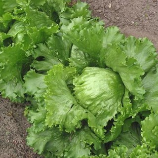 Hạt giống Xà Lách Mỹ Iceberg SIÊU GIÒN NGỌT_Rau Diếp Bắp Salad nhập khẩu Đài Loan