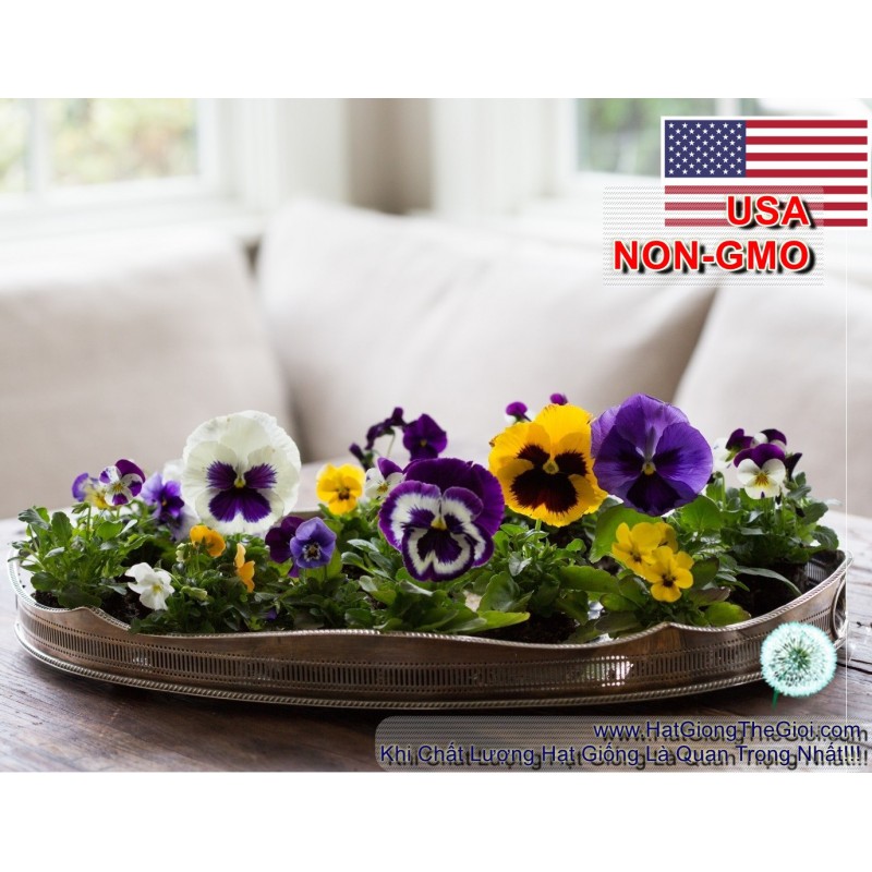 200.HẠT Hạt Giống Hoa Păng Xê Pansy Mix Màu (| -KD: B21*V74)