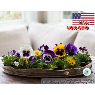 200.HẠT Hạt Giống Hoa Păng Xê Pansy Mix Màu (| -KD: B21*V74)