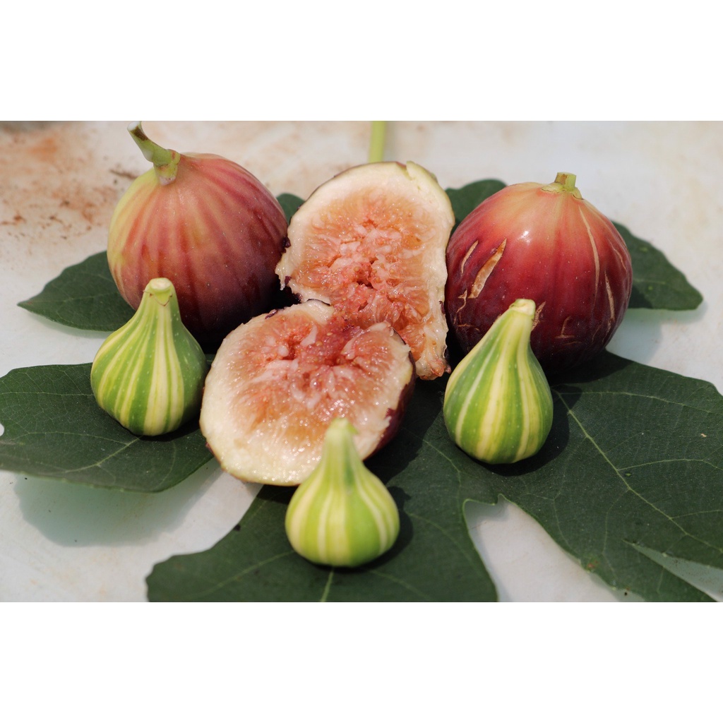 Cây giống sung mỹ, sai quả, ăn ngọt, bổ dưỡng, quả to, dễ thích nghi, trồng vườn, trồng chậu, sân thượng, làm cảnh