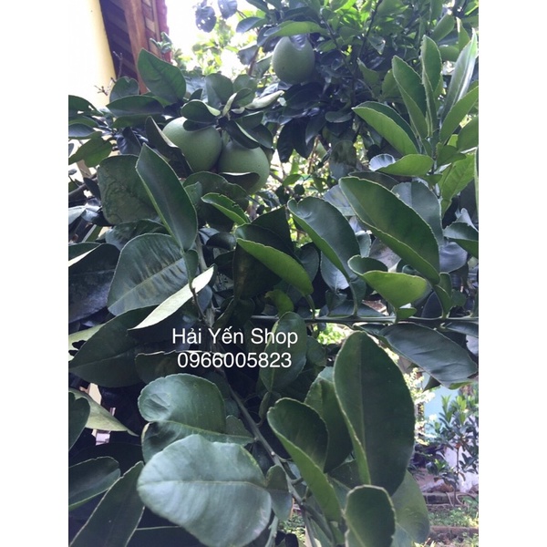 Lá BƯỞI sạch 1kg vườn nhà