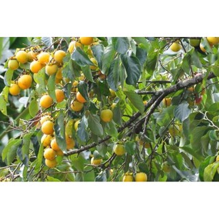 HỒNG GIÒN ĐÀ LẠT