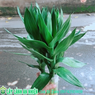 Phát Tài Búp Sen