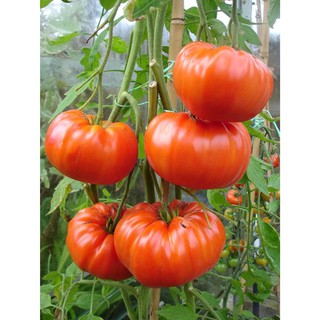 Hạt giống cà chua khổng lồ