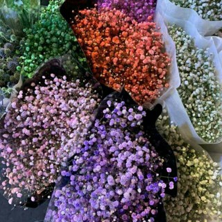 Hoa baby breath khô trang trí nhà cửa decor💗