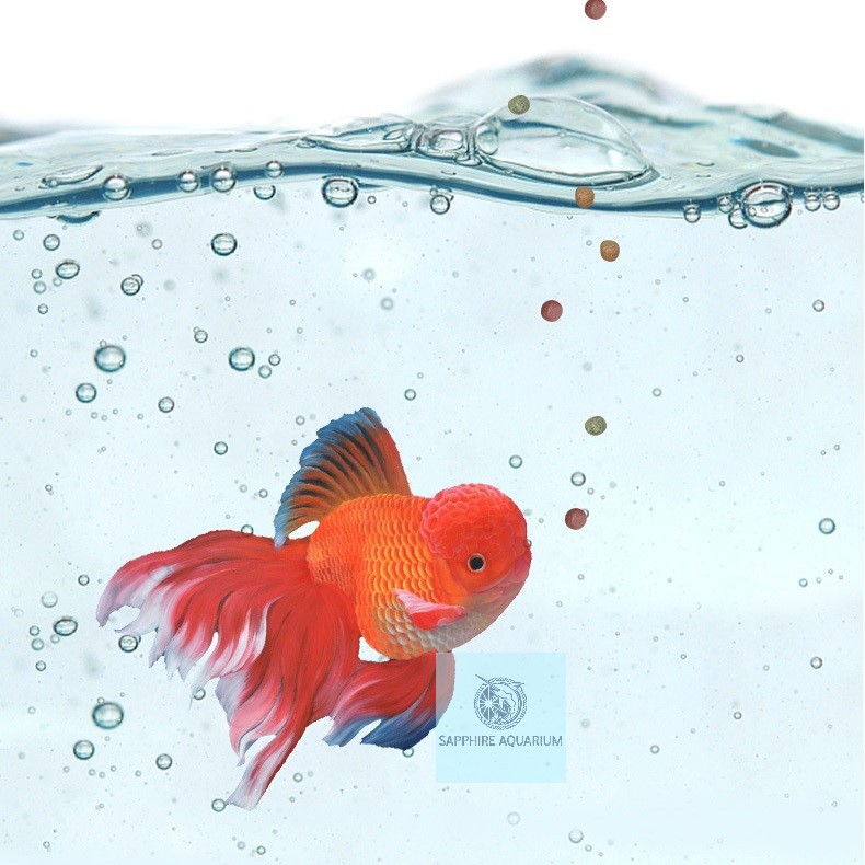 Thức ăn cho cá vàng JONSANTY Goldfish Feed