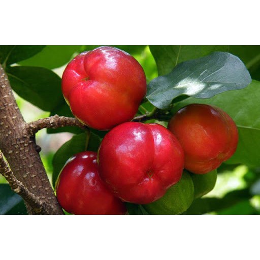 CÂY GIỐNG CÂY SƠ RI THÁI TRÁI NGỌT, SIÊU QUẢ, CAM KÉT CHUẨN GIỐNG F1--cg sori