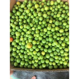 5kg Mận cơm Hà Nội