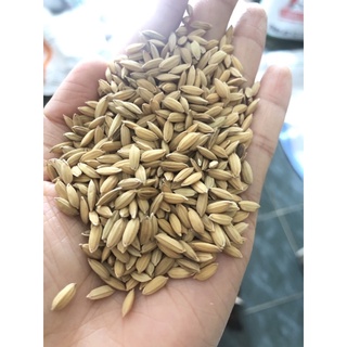 lúa hạt to 1kg