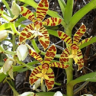 Hoa Lan cẩm báo(1 cây)
