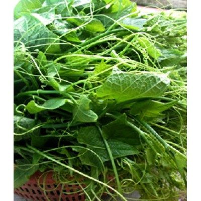 10 Hạt giống Bí Siêu Đọt Và Bông