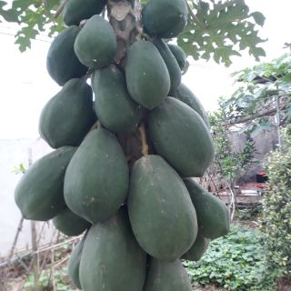 Quả đu đủ xanh -2kg/sản phẩm