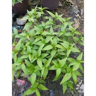 Chậu cây rau răm