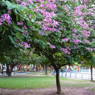 Hạt giống móng bò (ban tím)