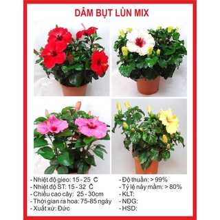 30 hạt giống hoa dâm bụt lùn mix