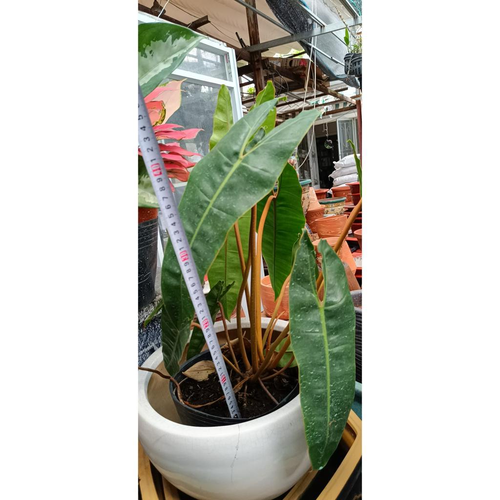 cây hồng hạc Cây Philodendron Billietiae {hình thật cao khoảng 40 50cm}