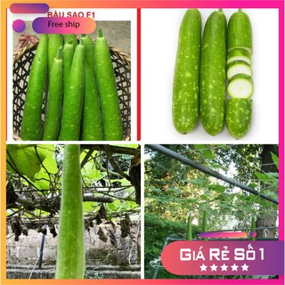 Hạt giống bầu sao quả dài Thái Lan F1 LUCKY.VN