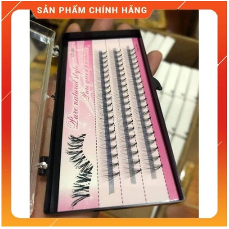 Mi hoa sơn trà tím