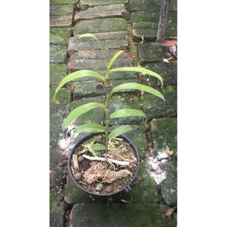giả hạc nù tam bố