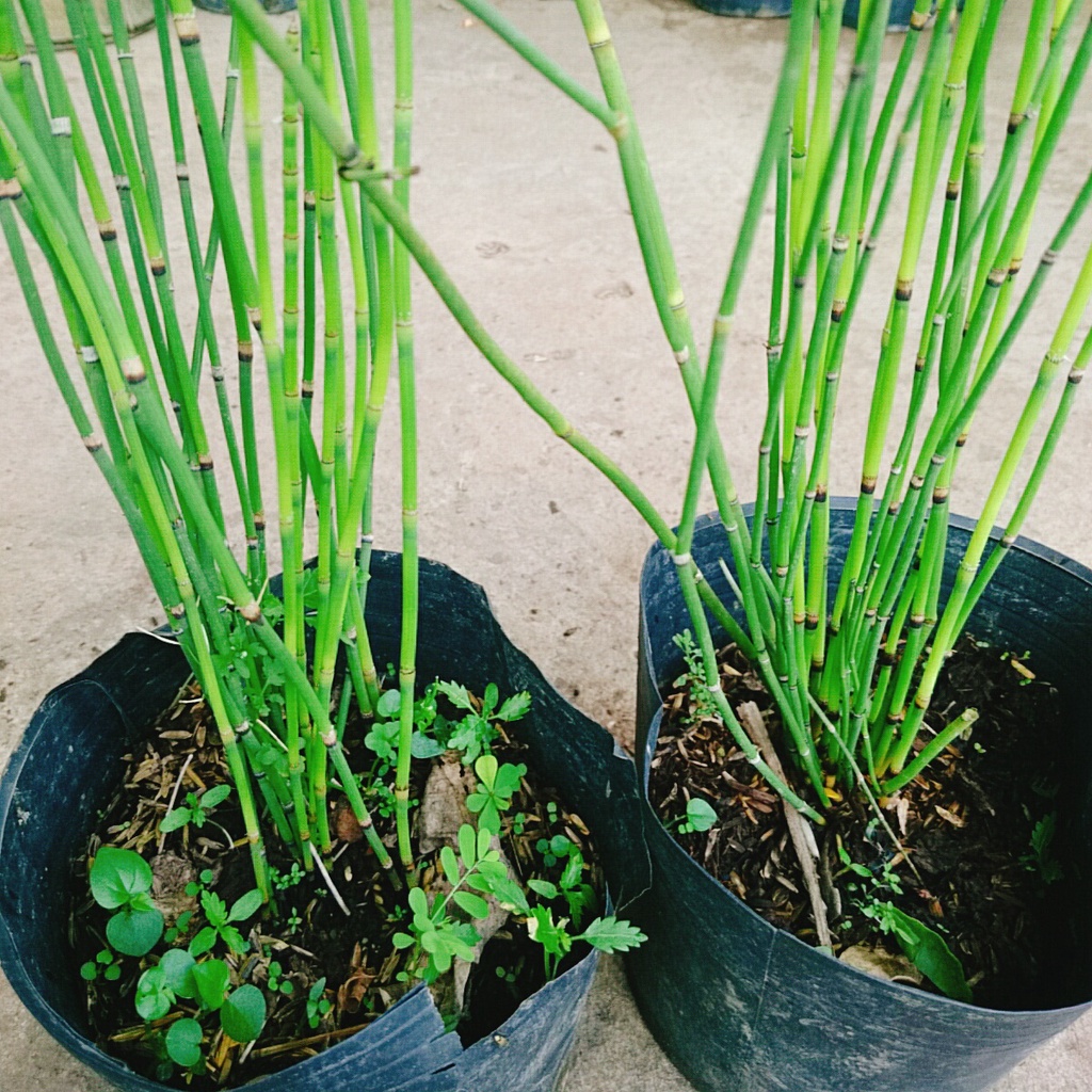 Cây Thiền Trúc  - cây cảnh sân vườn