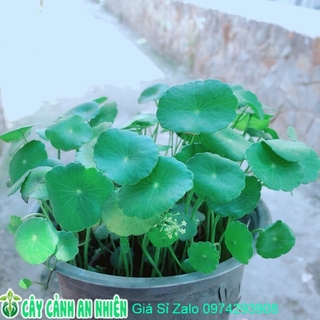 Cỏ Đồng Tiền