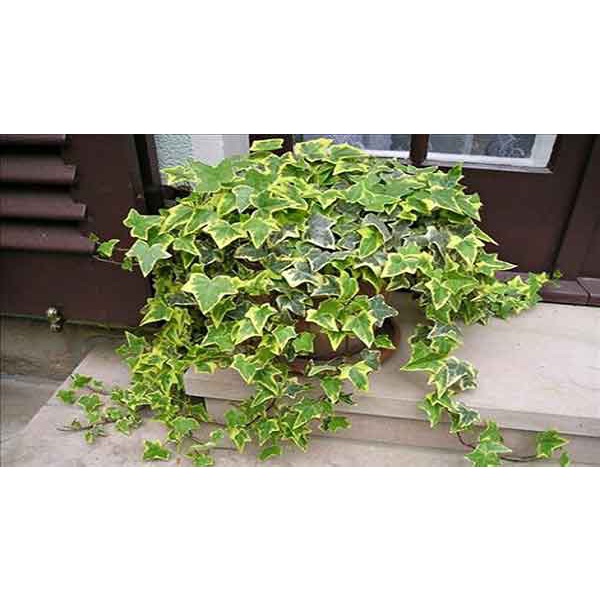 Hạt Giống Dây Thường Xuân (10 Hạt) - MUA 3 TẶNG 1 CÙNG LOẠI