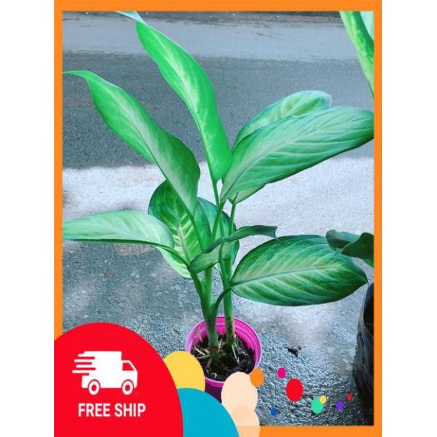 Cây Vạn Niên Thanh