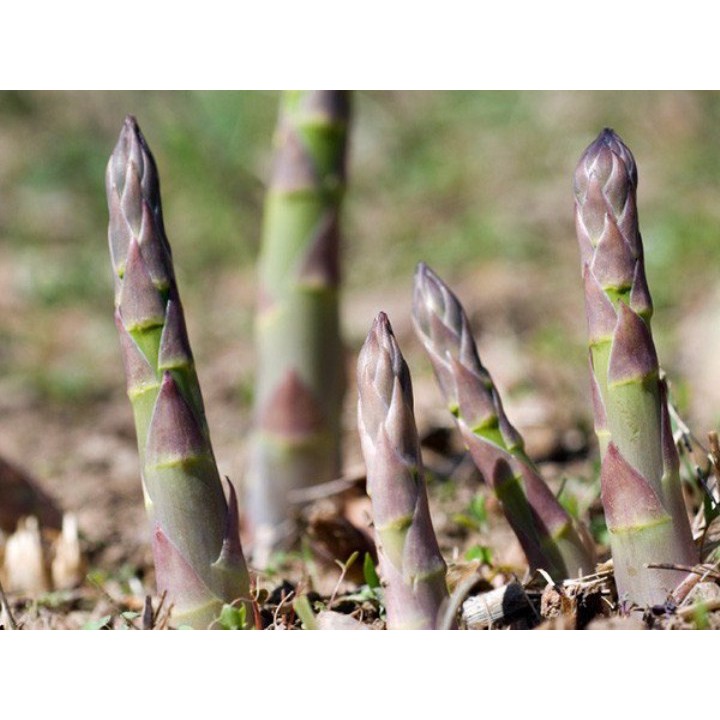 HẠT MĂNG TÂY TÍM CALIFORNIA - GÓI 1 GRAM