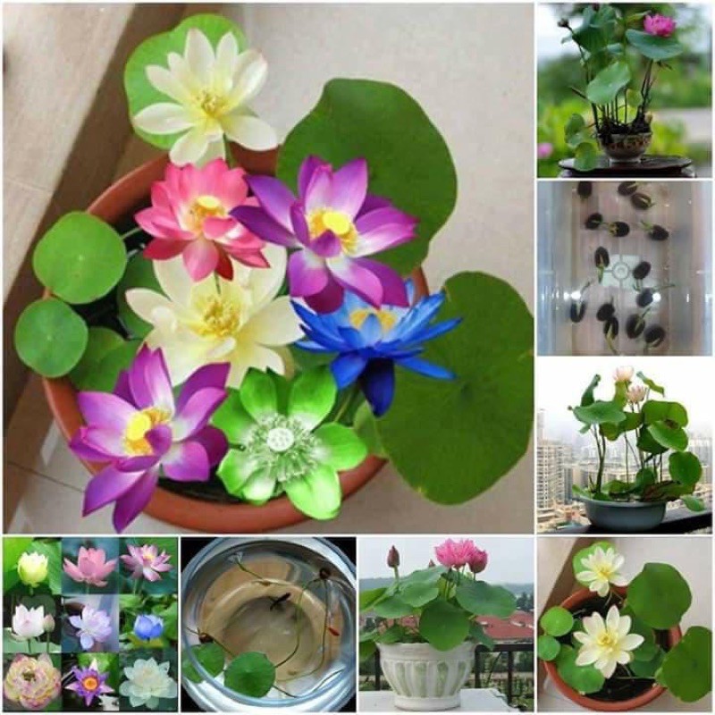 10 HẠT SEN NHẬT MINI ĐỦ MÀU