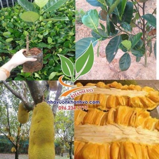 Cây giống mít trái dài malaysia