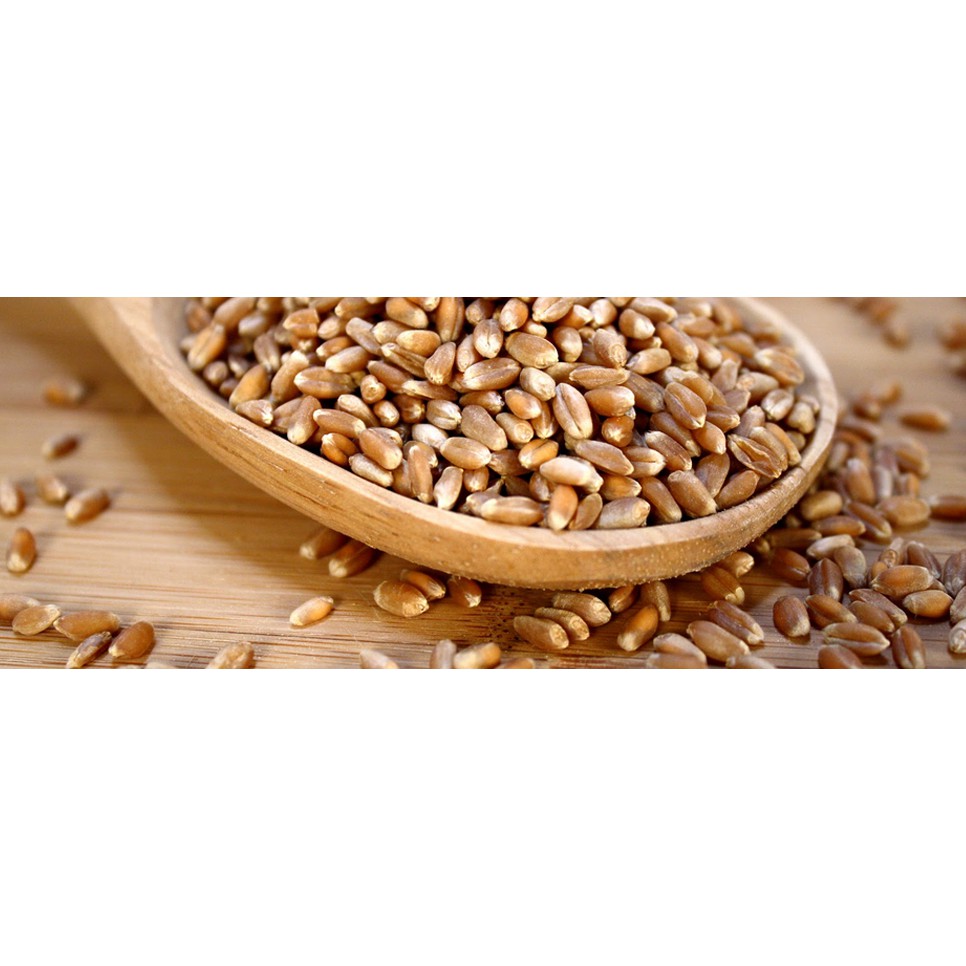 1Kg Hạt giống cỏ lúa mì-lúa mạch