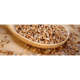 1Kg Hạt giống cỏ lúa mì-lúa mạch (CỎ MÈO)