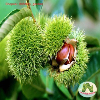 Cây giống Hạt Dẻ Trùng Khánh